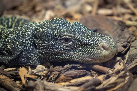 The crocodile monitor, Varanus salvadorii. Also known as the Papuan monitor