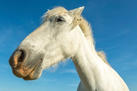 Camargue horse portrait in a pasture in the Camargue national park. Provence-Alpes-Cote d'Azur,