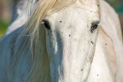 Camargue horse portrait in a pasture in the Camargue national park. Provence-Alpes-Cote d'Azur,