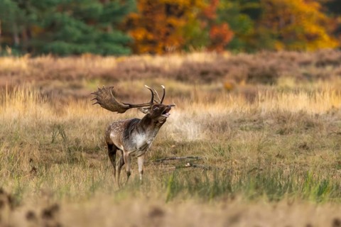 Roaring fallow deer (Dama dama) during the rut in a clearing, Rüsselsheim am Main, Hesse, Germany