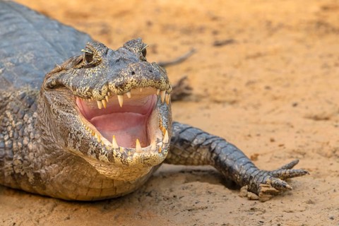 Spectacled caiman (Caiman crocodilus yacara), Crocodile (Alligatoridae), crocodile (Crocodylia),