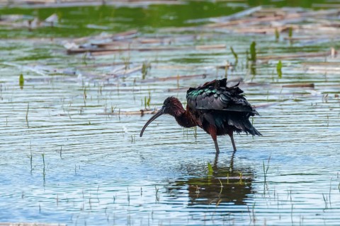 Glossy Ibis (Plegadis falcinellus) Wading Bird