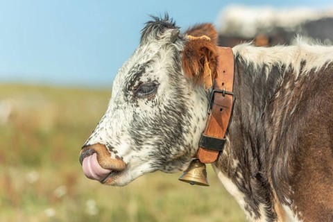 Cows cow with a bell potrait in pasture in mountain.Alsace, Vosges, France