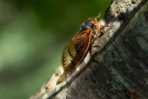 The 17-year cicada, Magicicada cassini, emerges in vast numbers in North America every 17 years,