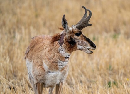 Pronghorn Antelope Saskatchewan in Springtime Farmers field