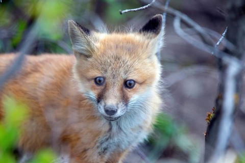 Fox Kits Near Den in Prairie Saskatchewan Canada