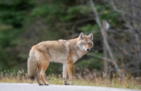 Wild Coyote Prairies Canada Saskatchewan on the hunt