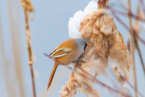 Cute little bird, Bearded tit, male Bearded reedling (panurus biarmicus)