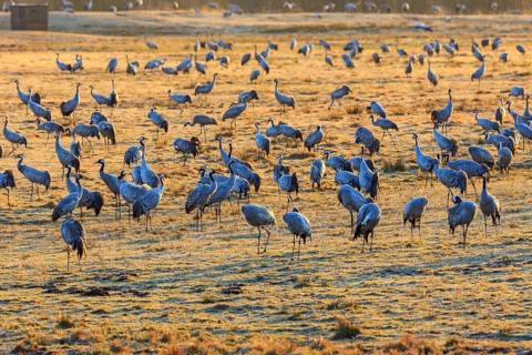 Flock of cranes grazing on a field in spring