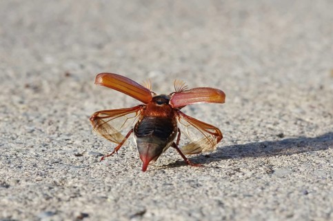 Cockchafer shortly in front of take-off with folded up cover wings and unfolded skin wings