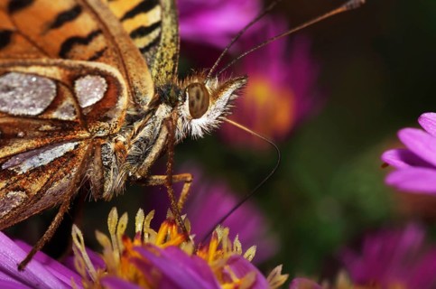 Pearl-bordered fritillary on aster blossom drinking nectar