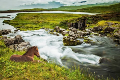 Summer in Iceland. Ruffled sleek Icelandic horse resting in the tall grass. Fjord and cascade falls