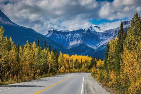 Bright yellow aspen and birch beside the road. Canadian Rockies, Banff National Park in the autumn.