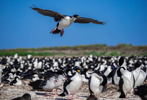 Blue-eyed Cormorant (Phalacrocorax atriceps), also Imperial shag, landing in a breeding colony,