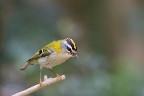 Firecrest on perch