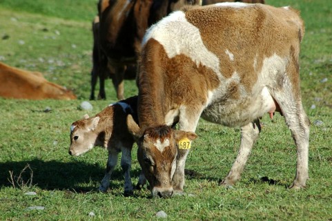 Mother Jersey cow with newborn calf, West Coast, New Zealand