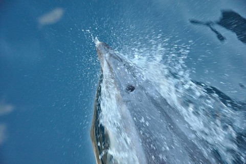 Bottlenose dolphins, Tursiops truncatus, at bow of ship in Milford Sound, Fiordland, New Zealand