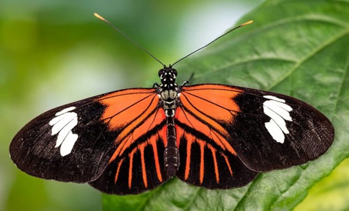 Postman Butterfly