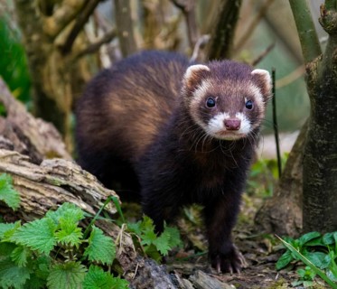 Polecat (Captive)