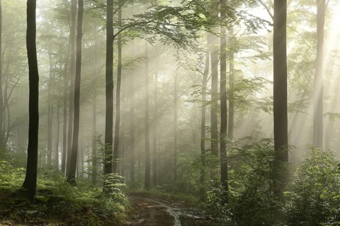 Sunrise in the spring beech forest after rainfall, Bischofskoppe Mountain, June, Poland