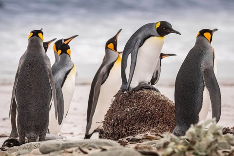 King penguins (Aptenodytes patagonicus), on the beach, Volunteer Point, Falkland Islands, Great