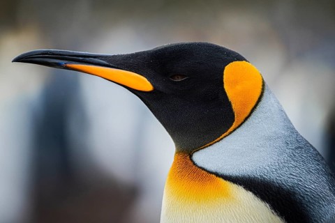 King penguin (Aptenodytes patagonicus), in a colony, Volunteer Point, Falkland Islands, Great