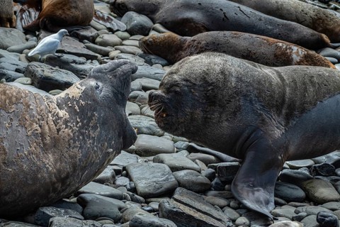 Male Southern elephant seal (Mirounga leonina) and male maned seal, also known as sea lion (Otaria