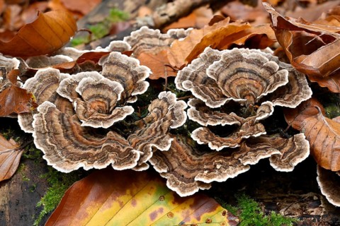 Butterfly Tramete (Trametes versicolor, Coriolus versicolor, Polyporus versicolor)