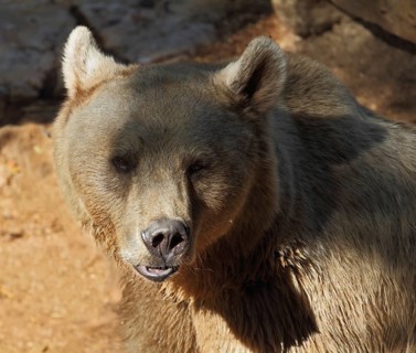 Big Bear posing for visitors in the park - safari in Tel Aviv