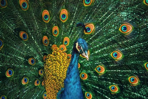 Portrait Of The Peacock During Courtship Display