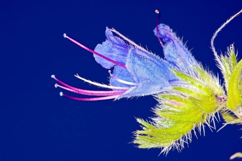 Echium vulgare, Viper's Bugloss, Viper's Bugloss