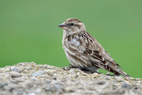 Rock Sparrow, Petronia petronia