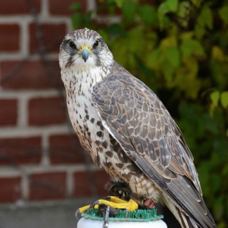 Saker falcon Paula at the Falkenhof Potsdam