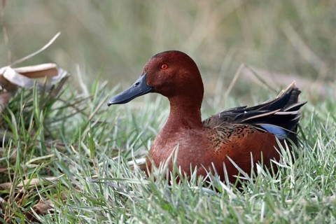Cinnamon teal, Spatula cyanoptera, Arica, Chile