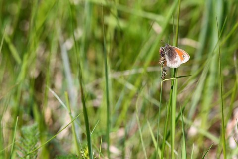 Coenonympha pamphilus, Small Heath, Small heath