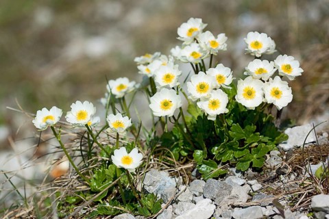 Ranunculus alpestris, Alpine Crowfoot, Alpine Crowfoot