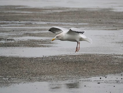 Seagull (Larinae) landing, Brouwersdam, province of South Holland, Netherlands