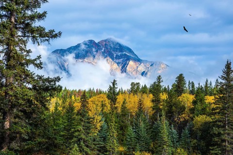 The evergreen forests, yellowed shrubs and distant mountains. Warm autumn day in Jasper Park,