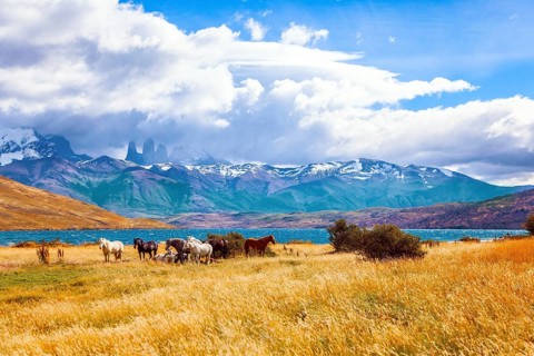 The mountain range is covered with eternal snow. The Torres del Paine park in Chile. Herd of wild