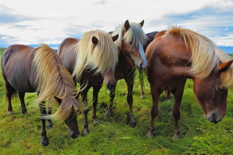 Four Icelandic horses on the shore of the fjord. Beautiful horse light gray suit with white manes
