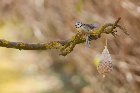 Blue tit eating seeds from a feeder. seasonal bird feeding, Bad Salzschlirf, Hessen, Germany