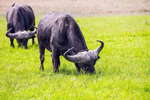 Gorgeous African buffalo graze in the tall grass of the savannah. The trip to the African savannah.