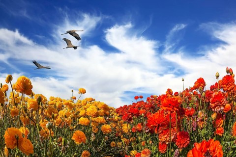 Three large birds flying high in the clouds. The concept of eco-tourism and recreation. The