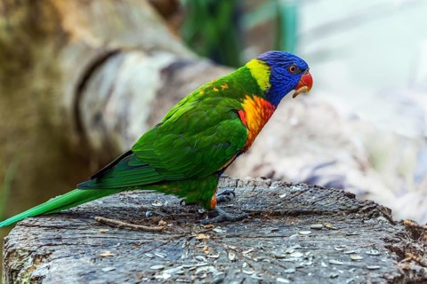 Lori parrot - a small, brightly colored in all colors of the rainbow, woody parrot. Parrot sitting