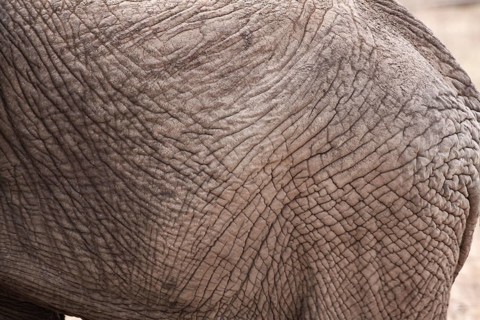 Detail of elephant skin as texture and grey background