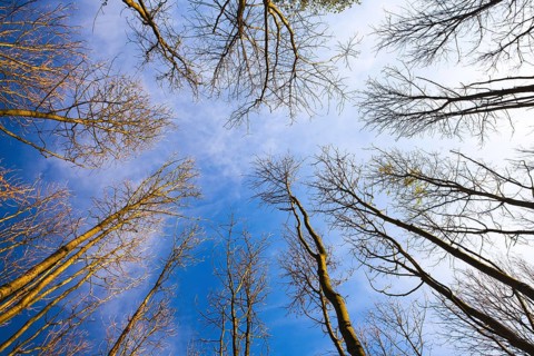 Sky view through the trees of a forest in autumn. Looking up at the trees. Low angle view on the