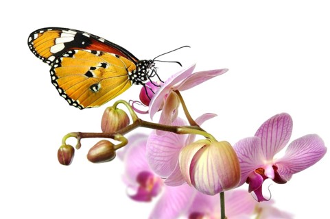 Butterfly on an orchid