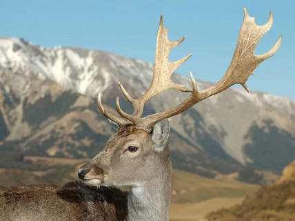 Montage of a fallow deer buck against a mountain background, South Island, New Zealand