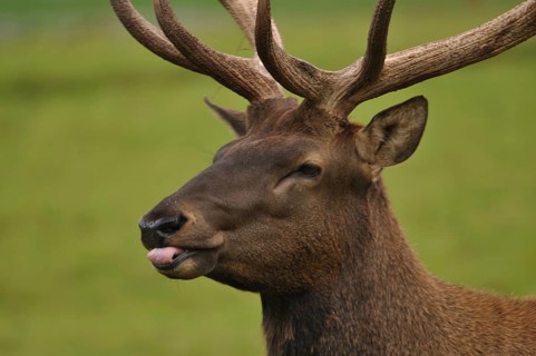 Portrait of red deer stag in hard antler, West Coast, South Island, New Zealand