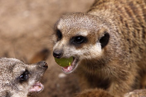 Meerkat